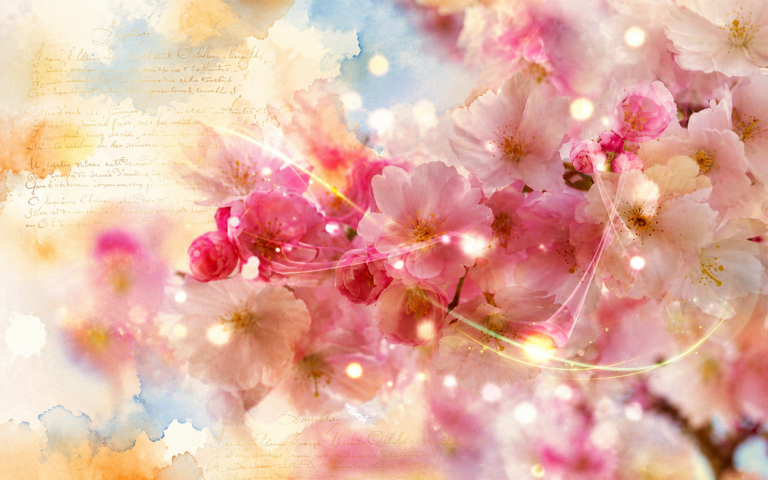 cerisier en fleurs